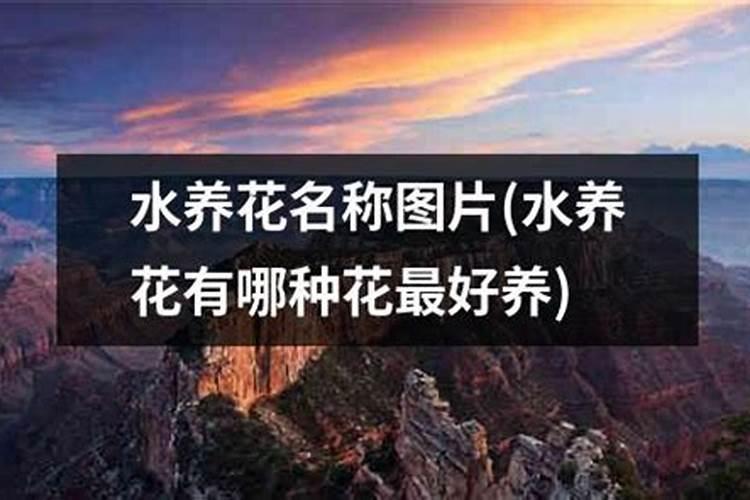 贝拉茶花对水肥有什么要求？要怎么修剪？紫叶贝拉夏天用遮光吗？花期叶上...