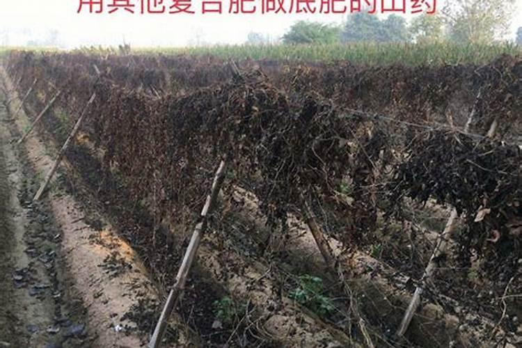 硅肥的作用及使用方法