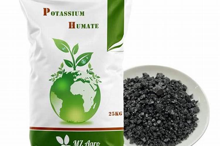 广东白茄子种植技巧有哪些？如何修枝打杈？