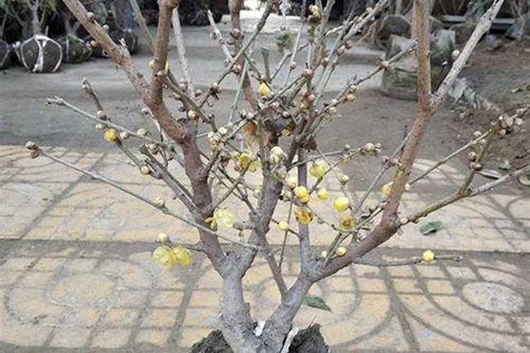 颗粒水溶肥巧棵力在什么作物上用效果好？