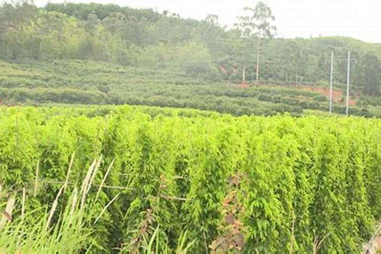 硝酸钾对麻山药有什么作用