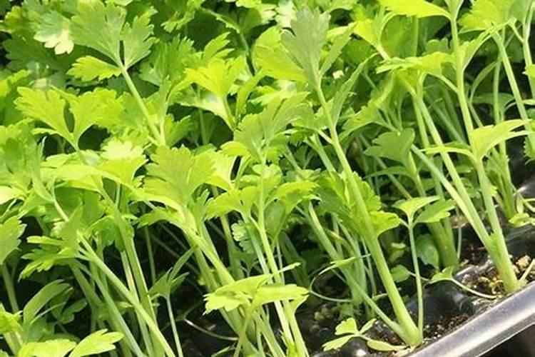 芹菜怎么种,种植技术,种植时间,怎么施肥,施什么肥