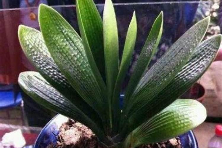 淘米水泡茄子皮可以浇花吗
