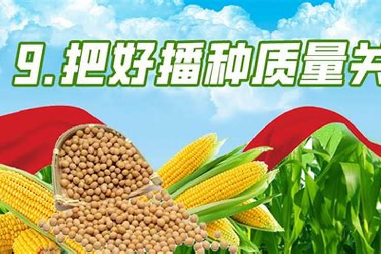 玉米地种豆角的方法及过程