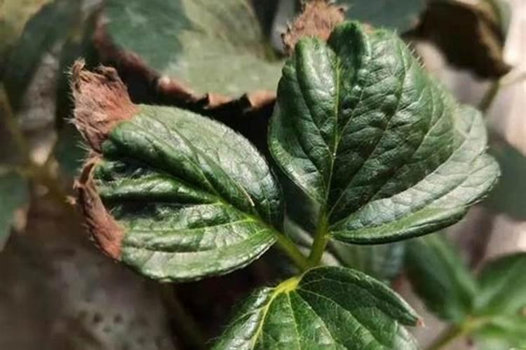 怎样化验肥料中黄腐酸钾的含量？