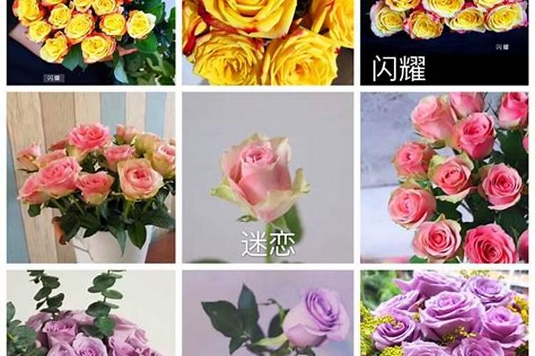 玫瑰花怎么施肥,玫瑰花施氮磷钾肥最为合适