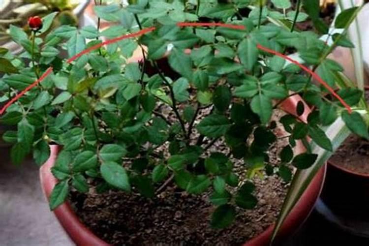 月季移栽多久施肥 月季移植后应当何时施肥？