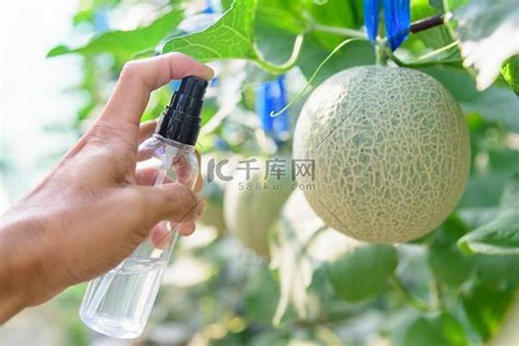让黄瓜增产需要掌握的浇水和施肥方法有哪些？