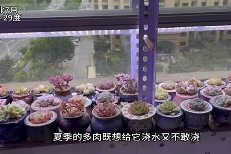 多肉服盆后多久可以施肥