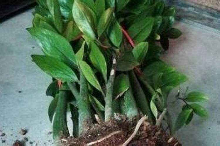 什么情况下需要喷叶面肥 绿植叶面肥施用指南