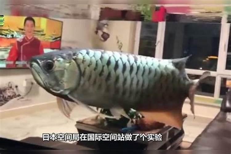 罗赛洛鱼胶原蛋白冲泡以后表面漂浮泡沫,正常吗？