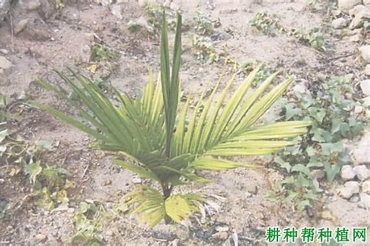 怎么样防治海南槟榔黄化病