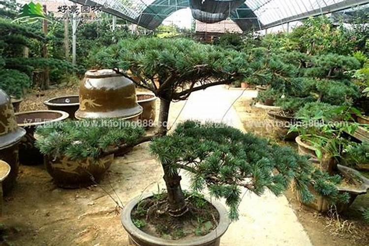 果树春季施肥施什么肥好？