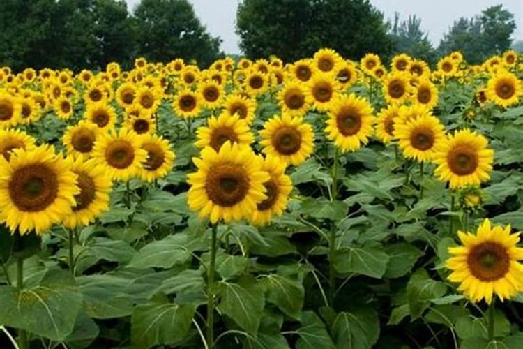 向日葵不开花怎么办