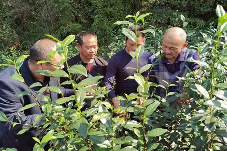 种茶叶用什么肥
