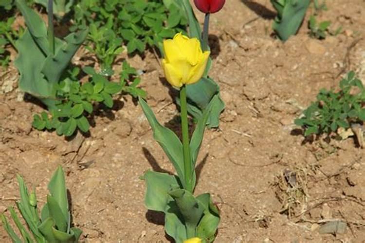 藏红花的栽培养护方法？