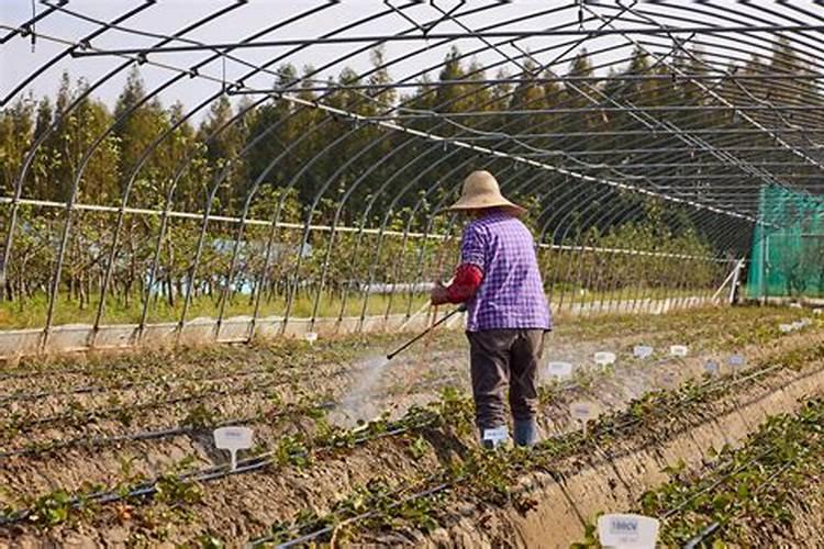 怎么给大棚蔬菜补钙？用什么钙肥比较好？