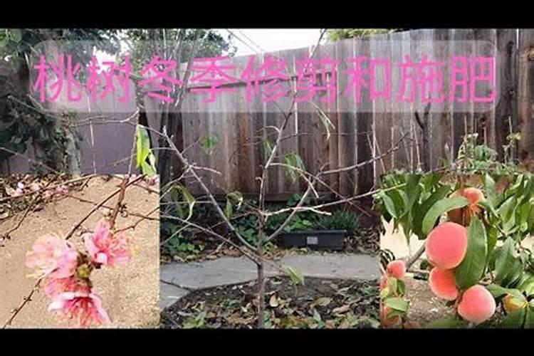 十月中旬成熟晚桃,什么时候朋大期？