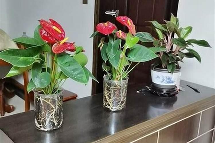 种洋芋用什么肥料好