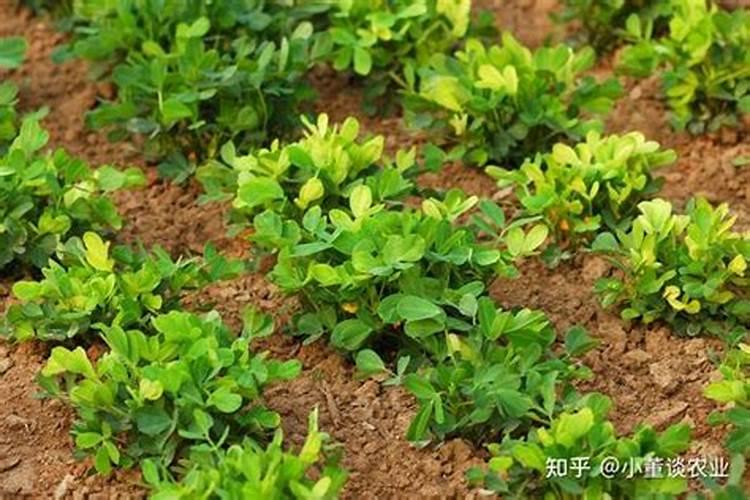 花生拌种可以用叶面肥吗？