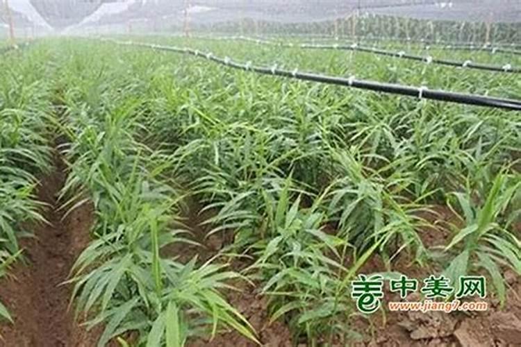 大姜几个芽小培土,大姜后期用什么肥料好