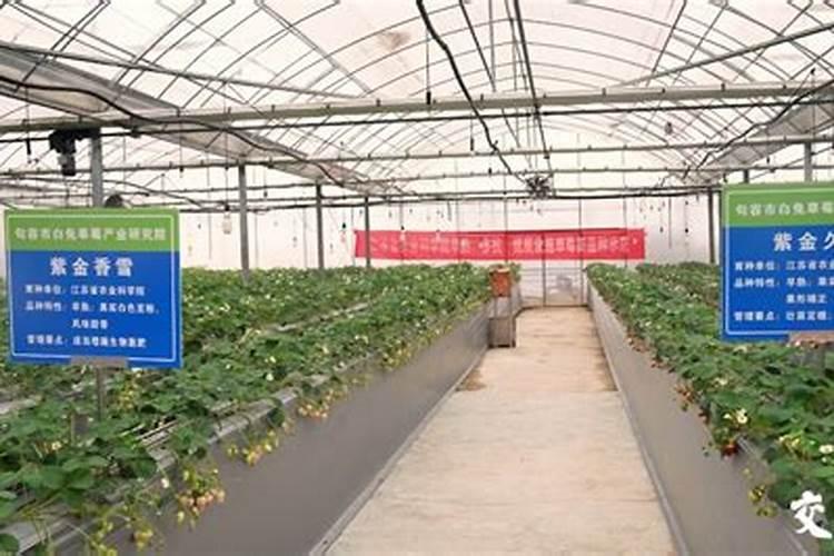 草莓用哪些肥料