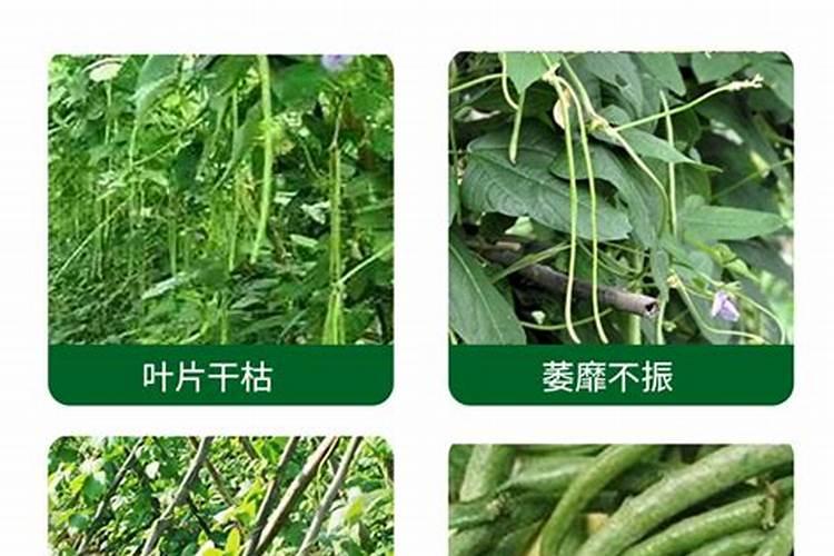 富硒茶属于什么茶