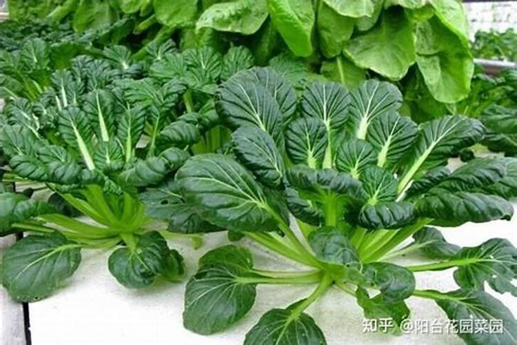 水溶肥泡一夜还能用吗