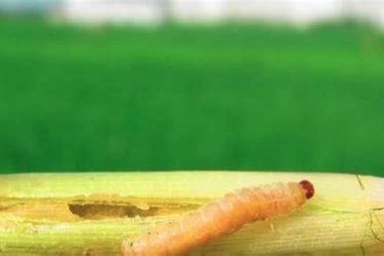 种谷子用什么肥料好