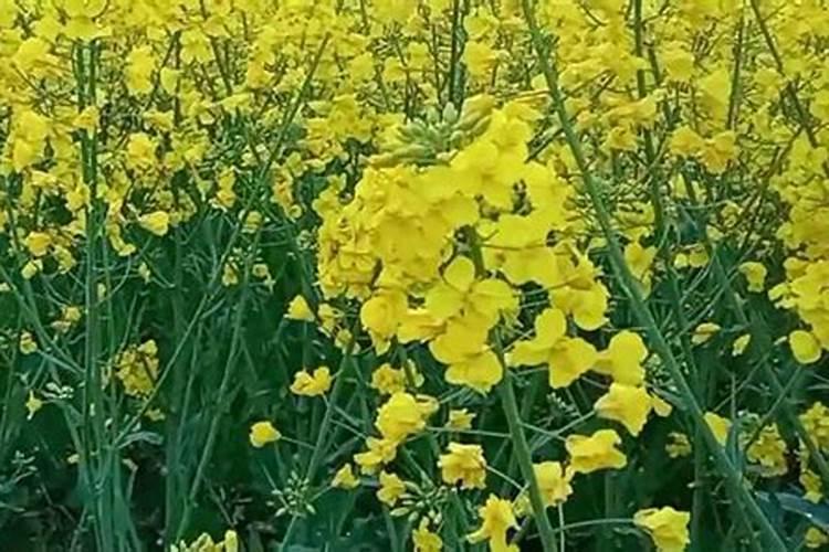 怎样合理施用油菜花期硼肥？要注意什么问题？