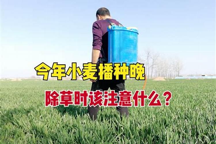 麦地除草剂打过几天可以浇地