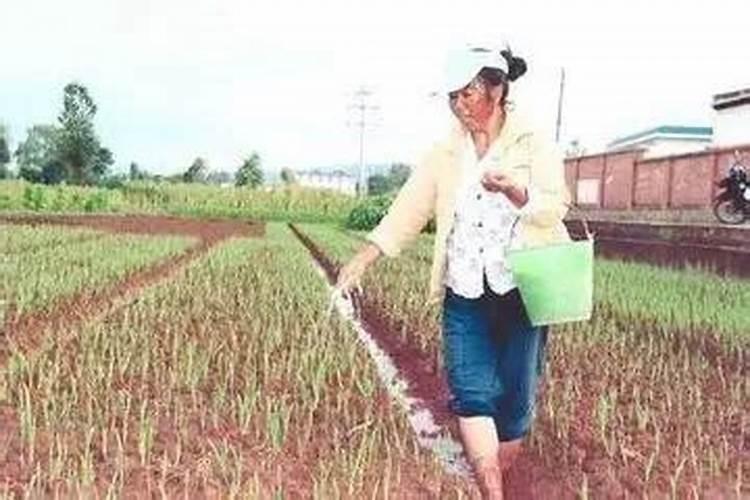 种大蒜一亩地氮肥磷肥钾肥总含量分别需用多少