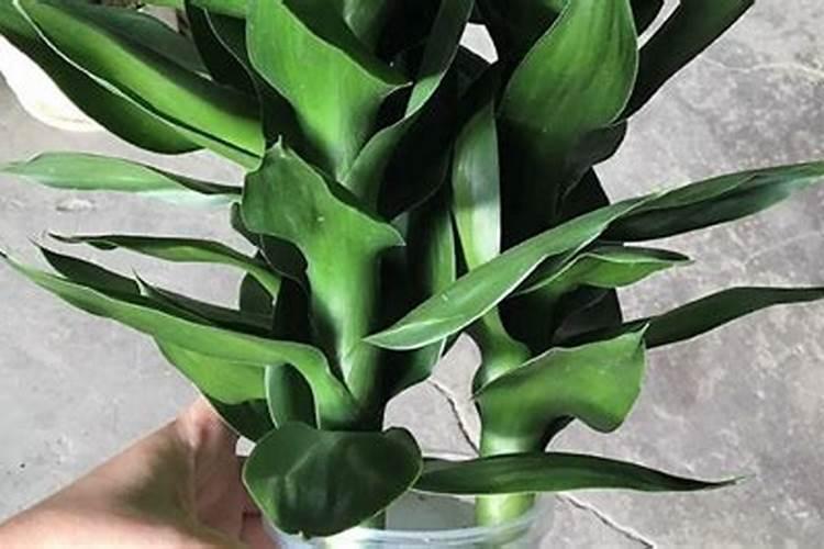 莲花宝麦润效果怎么样