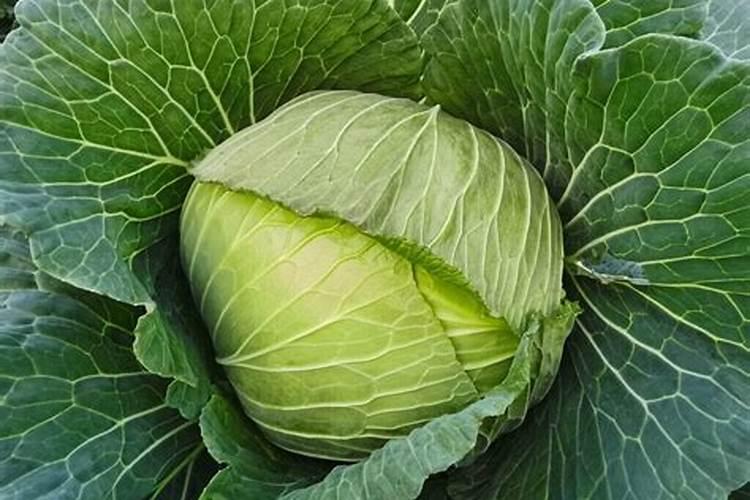 种莲花白菜用什么底肥好