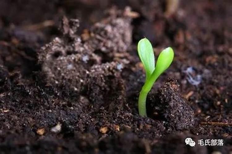 钾肥的合理施用技术