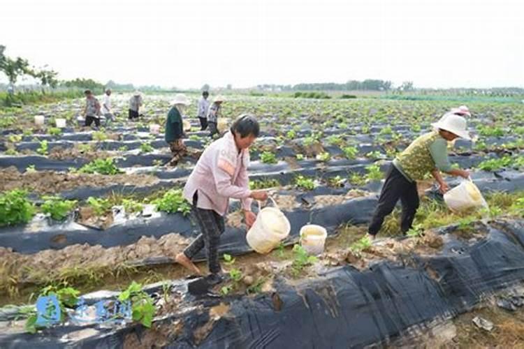葛根种苗什么时间种植？葛根最新种植技术