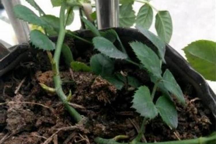 玫瑰花苗的种植方法