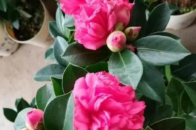 小麦加芸苔素怎么用