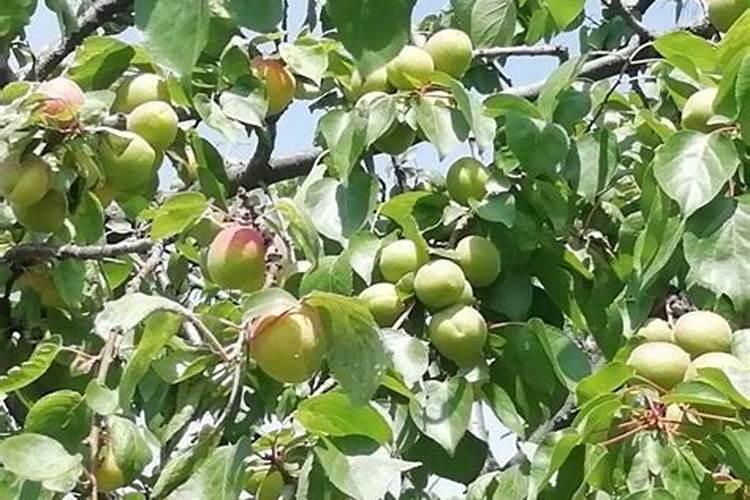 苹果树什么时间施纯钾肥面子？