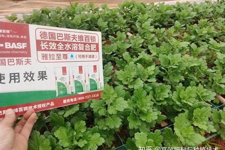 现在四月份菊花杆子这么高了？怎么弄让它开花的时候不会很高？每年到秋季...