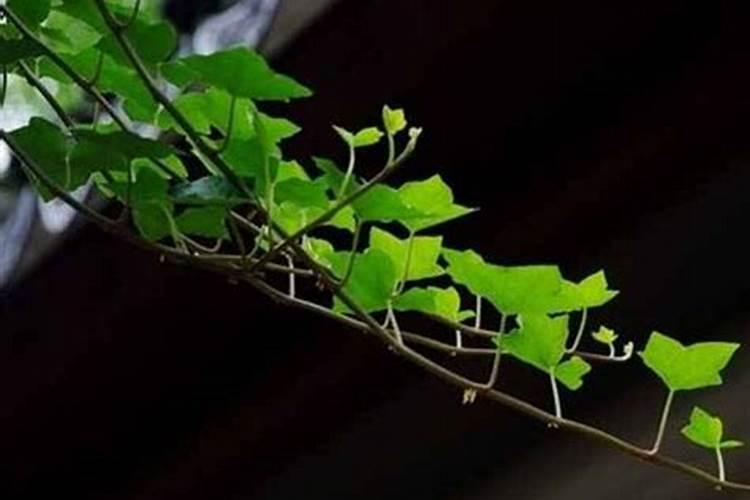 大棚葡萄藤剪完枝以后开沟上什么肥料最合适？