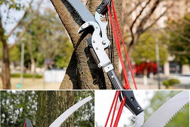 蟹爪兰用什么叶面肥？