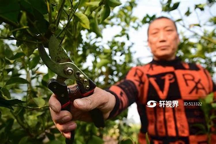 大棚腾捻葡萄修枝过早出芽不好怎么办？