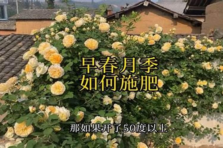 种植生姜的用肥方法