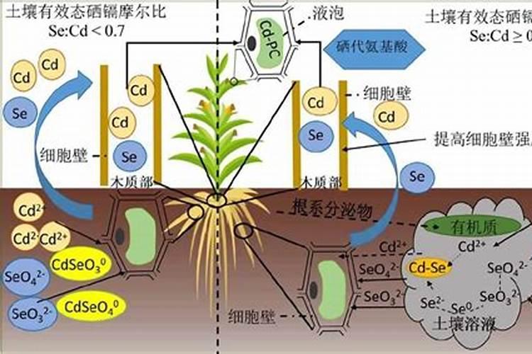 富硒西瓜的富硒技术