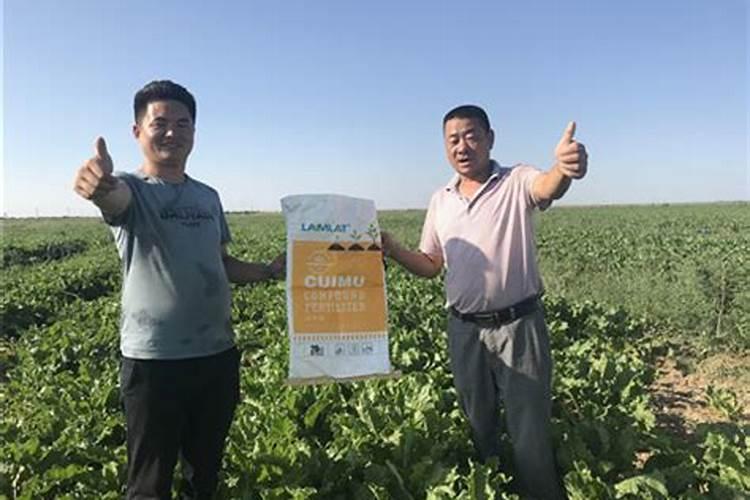 玉米种植膜下滴灌栽培技术 玉米怎么养殖能高产