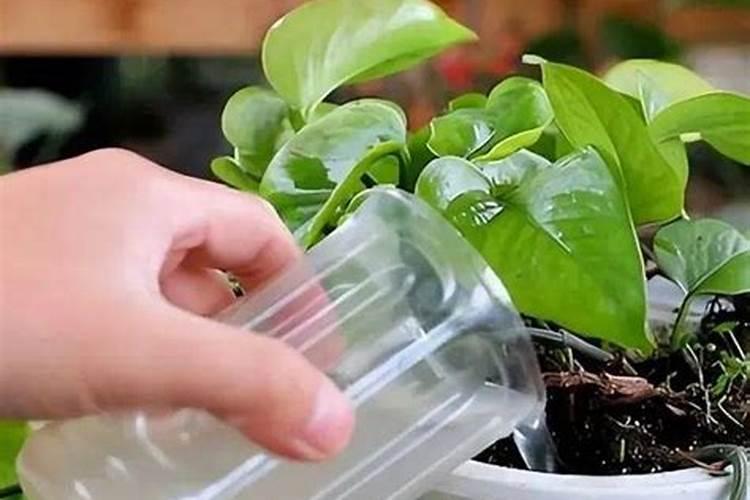 肥料三要素对盆栽花卉起什么作用