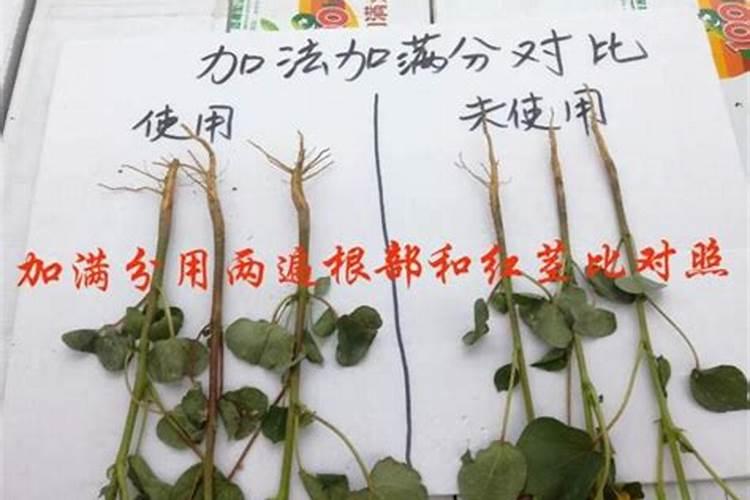 叶面肥磷酸二氢钾,效果如何？