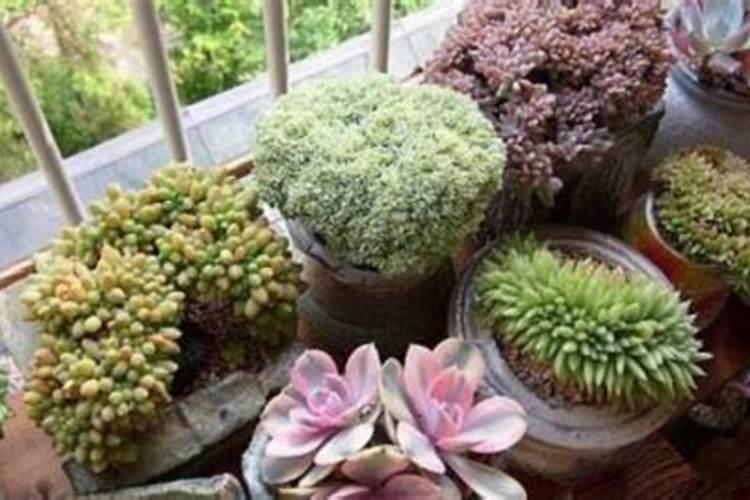 多肉植物为什么会死掉