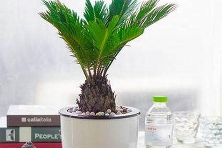 铁树配土方法与种植土壤